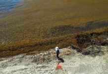 La batalla de México contra el sargazo: playas desiertas y un futuro incierto