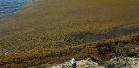 La batalla de México contra el sargazo: playas desiertas y un futuro incierto