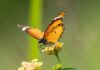 Descubre el Significado Oculto de una Mariposa Naranja en Tu Hogar