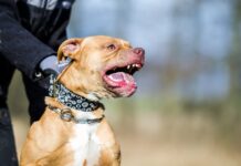 Tragedia en Córdoba: Niño de 3 años pierde la vida tras ataque de un pitbull
