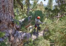 Descubren una familia de ardillas en el icónico Grizzly Giant de Yosemite