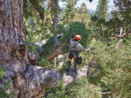 Descubren una familia de ardillas en el icónico Grizzly Giant de Yosemite