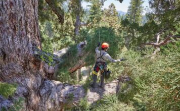 Descubren una familia de ardillas en el icónico Grizzly Giant de Yosemite
