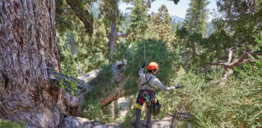 Descubren una familia de ardillas en el icónico Grizzly Giant de Yosemite