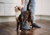 Entendiendo a tu gato: claves para una convivencia armoniosa