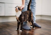Entendiendo a tu gato: claves para una convivencia armoniosa