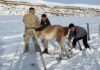 Un Gobernador Libera un Guanaco y Resalta la Superpoblación de la Especie en Santa Cruz