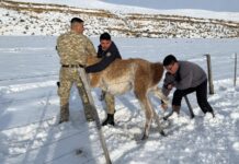 Un Gobernador Libera un Guanaco y Resalta la Superpoblación de la Especie en Santa Cruz