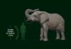 La Elefanta del Zoo que No Sobrevivió: Reflexiones Tras su Traslado a un Santuario