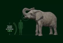 La Elefanta del Zoo que No Sobrevivió: Reflexiones Tras su Traslado a un Santuario