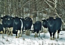 Chernobyl: El enigma de los animales mutantes en la zona de exclusión
