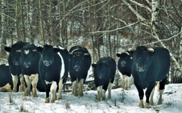 Chernobyl: El enigma de los animales mutantes en la zona de exclusión
