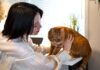 Gatos y perros: ¿Por qué la comparación es un error común?