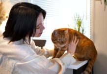 Gatos y perros: ¿Por qué la comparación es un error común?