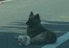 Rescatistas Salvan a Dos Perros Abandonados en el Corazón de la Ciudad