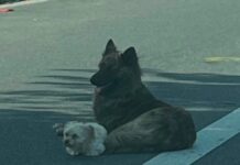 Rescatistas Salvan a Dos Perros Abandonados en el Corazón de la Ciudad
