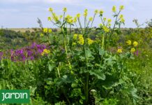 Descubre la mostacilla: La planta silvestre comestible que sorprende por su versatilidad