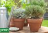Las Plantas Secas: La Clave para Sobrevivir el Frío Invernales