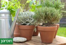Las Plantas Secas: La Clave para Sobrevivir el Frío Invernales