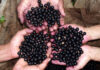 Açaí: El Superfruto que Conquista el Mercado Saludable