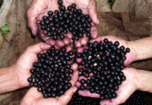 Açaí: El Superfruto que Conquista el Mercado Saludable