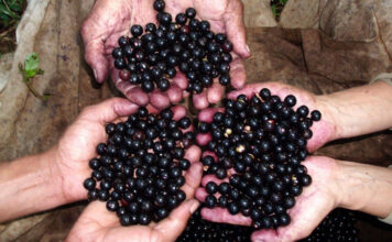 Açaí: El Superfruto que Conquista el Mercado Saludable