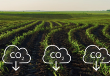 Mercados de Carbono: Claves para Atraer Inversiones en Argentina