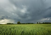 ¿Qué esperar del clima hoy? Lluvias moderadas impactan la agricultura