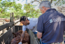 Tensión en el Agro: Piden Revisión de la Desregulación de la Vacunación Antiaftosa