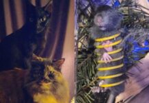Gatos salvan el día: descubren a un ratón atrapado y sorprenden a su dueña