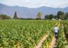 Productores de Tabaco Alertan sobre Pérdidas Millonarias y Proponen Código QR en Cigarrillos