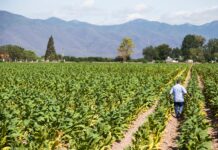 Productores de Tabaco Alertan sobre Pérdidas Millonarias y Proponen Código QR en Cigarrillos