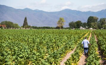 Productores de Tabaco Alertan sobre Pérdidas Millonarias y Proponen Código QR en Cigarrillos