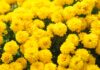 El Fenómeno del Día de las Flores Amarillas en Argentina: Una Tradición que Crece