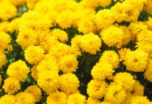 El Fenómeno del Día de las Flores Amarillas en Argentina: Una Tradición que Crece
