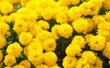 El Fenómeno del Día de las Flores Amarillas en Argentina: Una Tradición que Crece