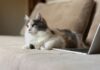 ¿Por qué tu gato se sienta sobre la computadora? Descubre su mensaje oculto