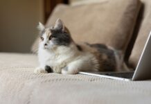 ¿Por qué tu gato se sienta sobre la computadora? Descubre su mensaje oculto