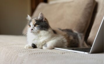 ¿Por qué tu gato se sienta sobre la computadora? Descubre su mensaje oculto