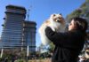 Barrios de CABA: ¿Dónde es más fácil alquilar si tienes mascotas?