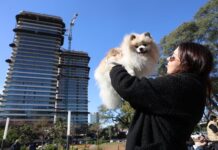 Barrios de CABA: ¿Dónde es más fácil alquilar si tienes mascotas?