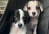 Pixie y Polina: Las Hermanitas que Buscan un Hogar Amoroso Juntas