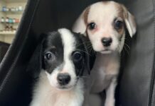 Pixie y Polina: Las Hermanitas que Buscan un Hogar Amoroso Juntas