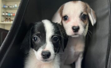 Pixie y Polina: Las Hermanitas que Buscan un Hogar Amoroso Juntas