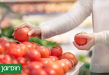 El Secreto Tras la Pérdida de Sabor en los Tomates Modernos