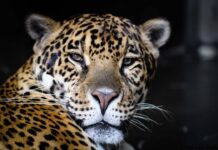 Revolución en la conservación: científicos mejoran el genoma del yaguareté