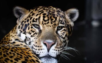 Revolución en la conservación: científicos mejoran el genoma del yaguareté