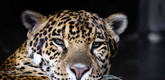 Revolución en la conservación: científicos mejoran el genoma del yaguareté