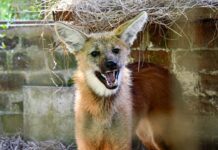 Rescatan a un aguará guazú en Rosario: un operativo para proteger una especie vulnerable