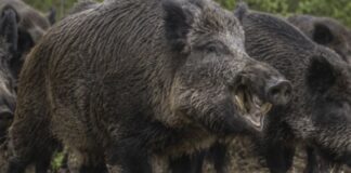 Río Negro avanza hacia la legalización de la venta de carne de jabalí y guanaco